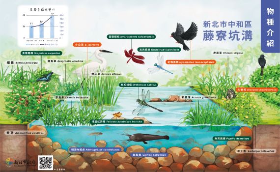 中和藤寮坑溝環境營造有成 手繪童趣河川生態地圖揭秘