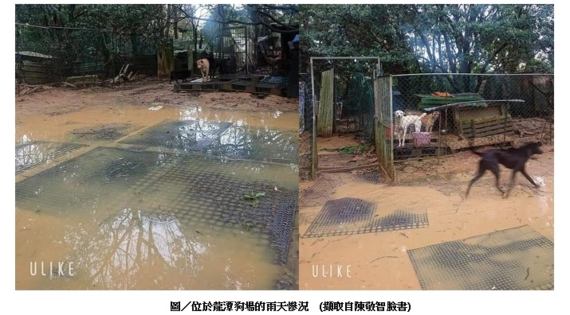 年逾古稀守護毛孩不渝 缺乏狗場亟待各方協助