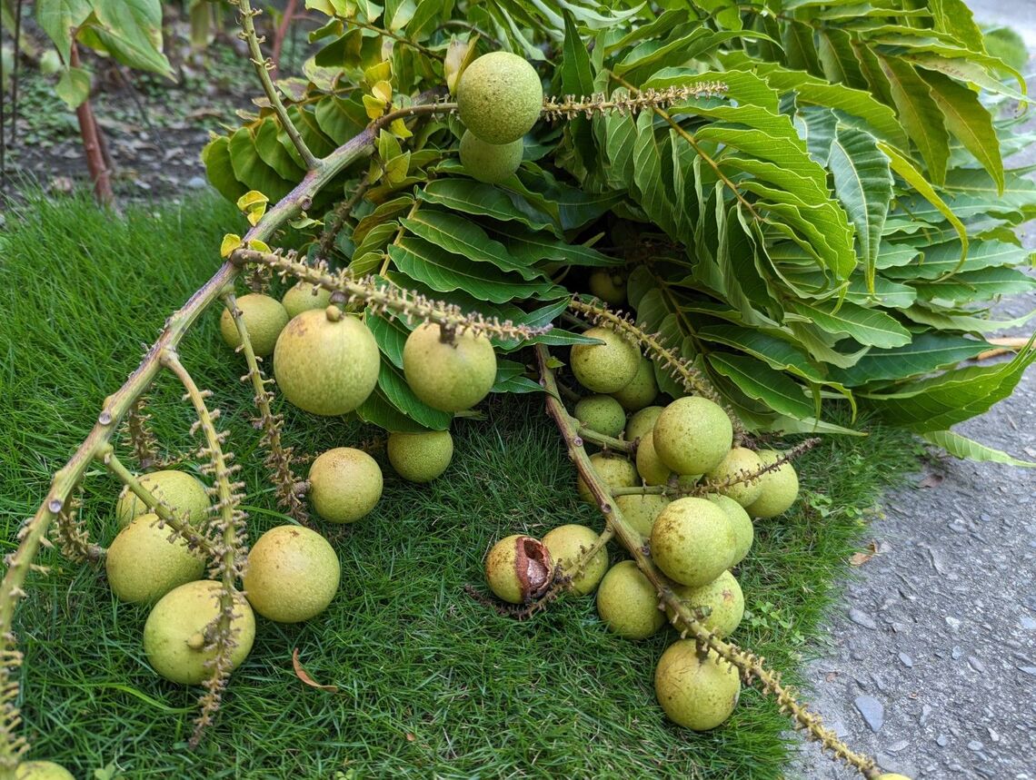 長治番龍眼,看過嗎?當庭園造景植物還不錯! /波新聞