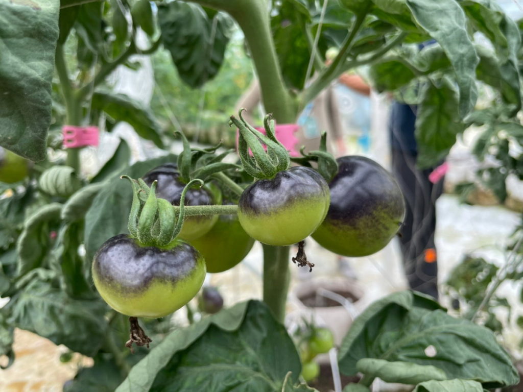 黑番茄