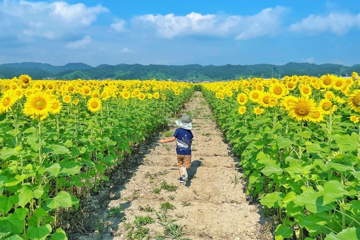 向日葵迷宮好玩又好拍,快準備排入夏季日本行程! 圖:一般社団法人東北観光推進機構/來源