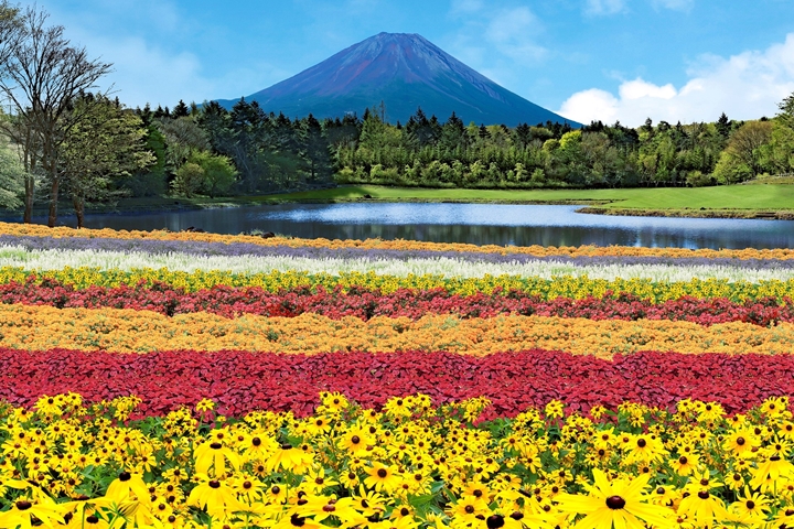 富士山今夏最新活動「虹之花祭」 繽紛花海、美照專區到10月都能玩