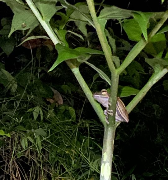 越夜越美麗!「寶來夜間生態導覽」探暗黑秘境