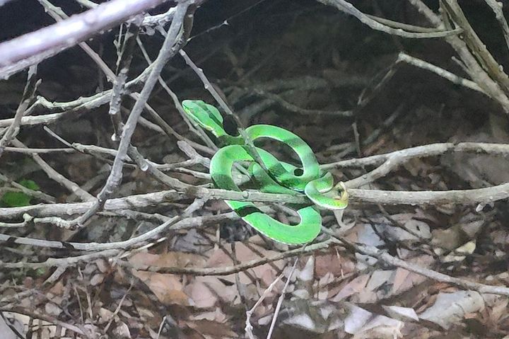 越夜越美麗!「寶來夜間生態導覽」探暗黑秘境