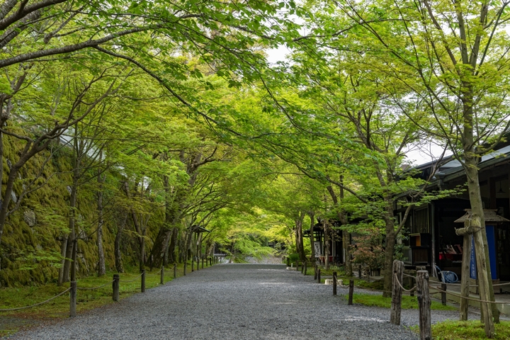 到京都避暑追新綠!三千院超萌孩童地藏、特色庭園漫步