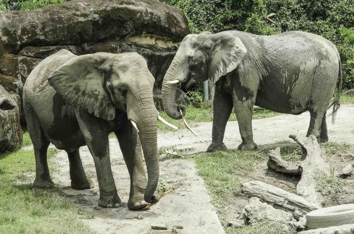 木柵動物園非洲象聽到這聲音就興奮 急卡位怕錯過 23 非洲象「千惠」和「美代」,只要一聽見樹葉的拖曳聲,便會快速尋找發出聲音的來源處,並前往卡位取食(左「千惠」、右「美代」)