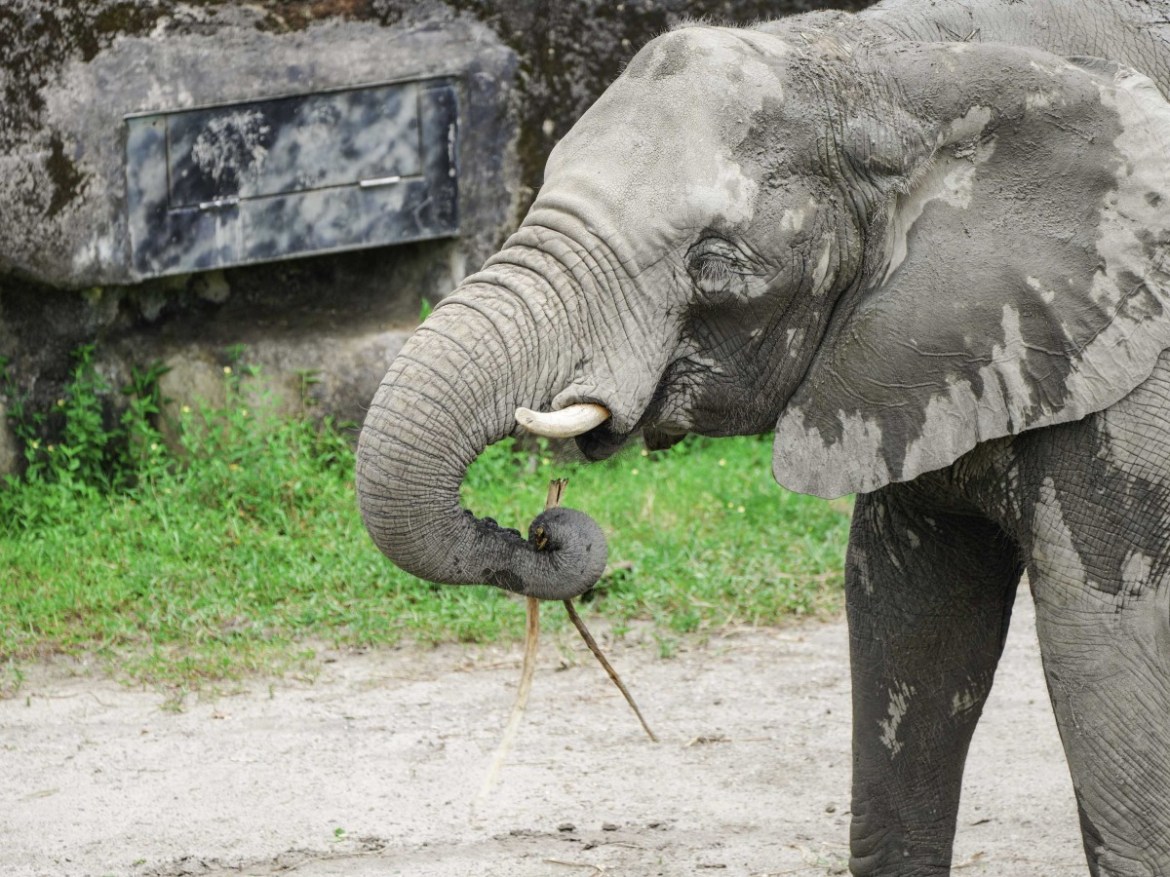 木柵動物園非洲象聽到這聲音就興奮 急卡位怕錯過 24 好吃到笑謎了眼(「美代」)