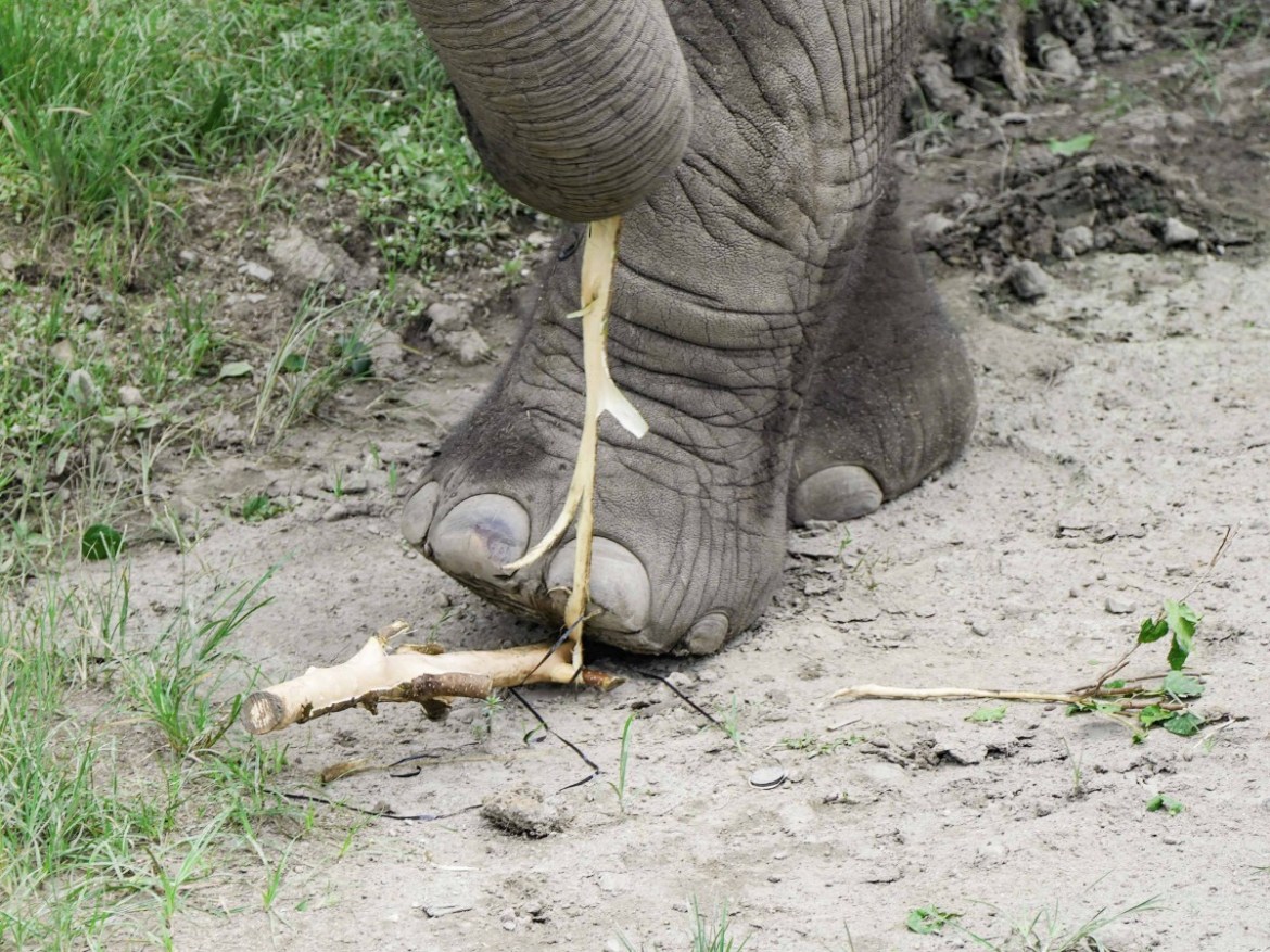 木柵動物園非洲象聽到這聲音就興奮 急卡位怕錯過 25 非洲象鼻腳併用享用美食