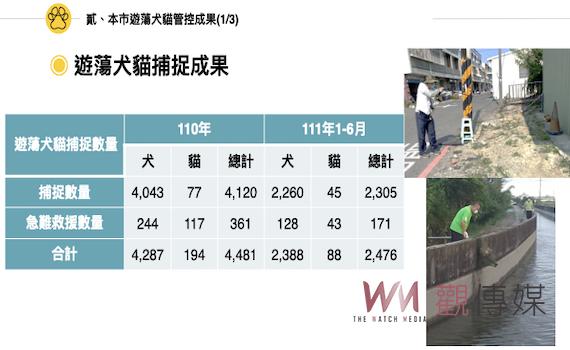 台南市遊蕩犬貓問題沈痾有解? 農業局赴議會專案報告