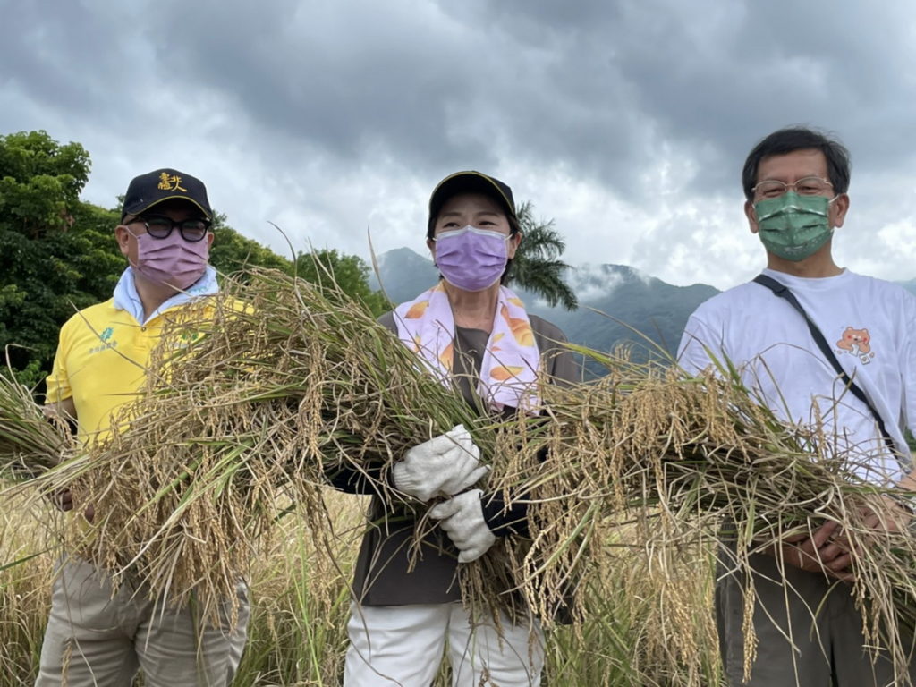 割稻豐收體驗