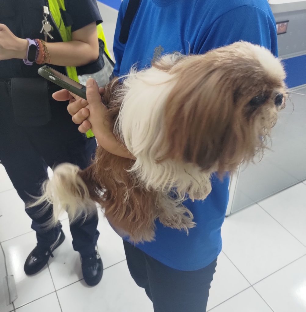 飼主獲知後立即至派出所認領自己走失之西施愛犬