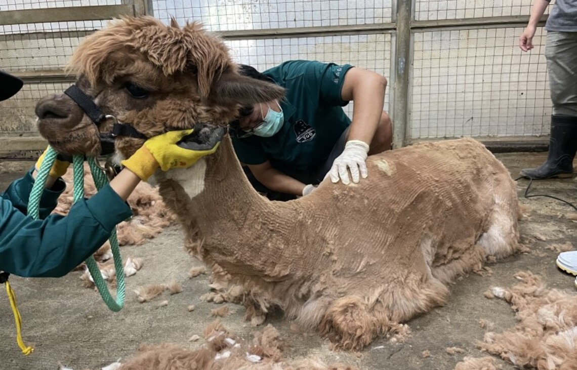 壽山動物園暑期限定理髮店開張 羊駝甩掉蓬鬆毛髮 清爽過炎夏