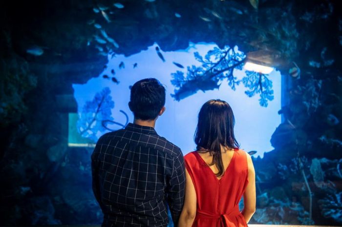 屏東海生館七夕浪漫之旅! 潛入夢幻湛藍世界編織專屬甜蜜回憶