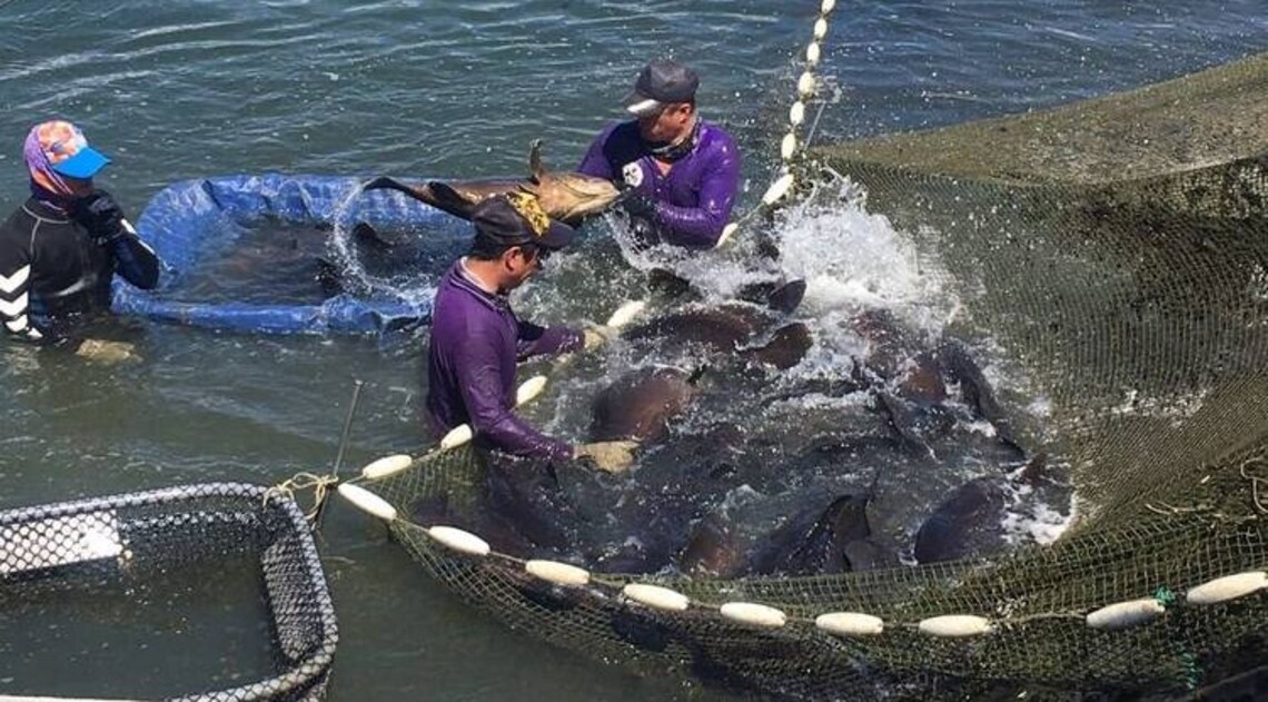 中國停銷台灣農漁產台南補助石斑魚