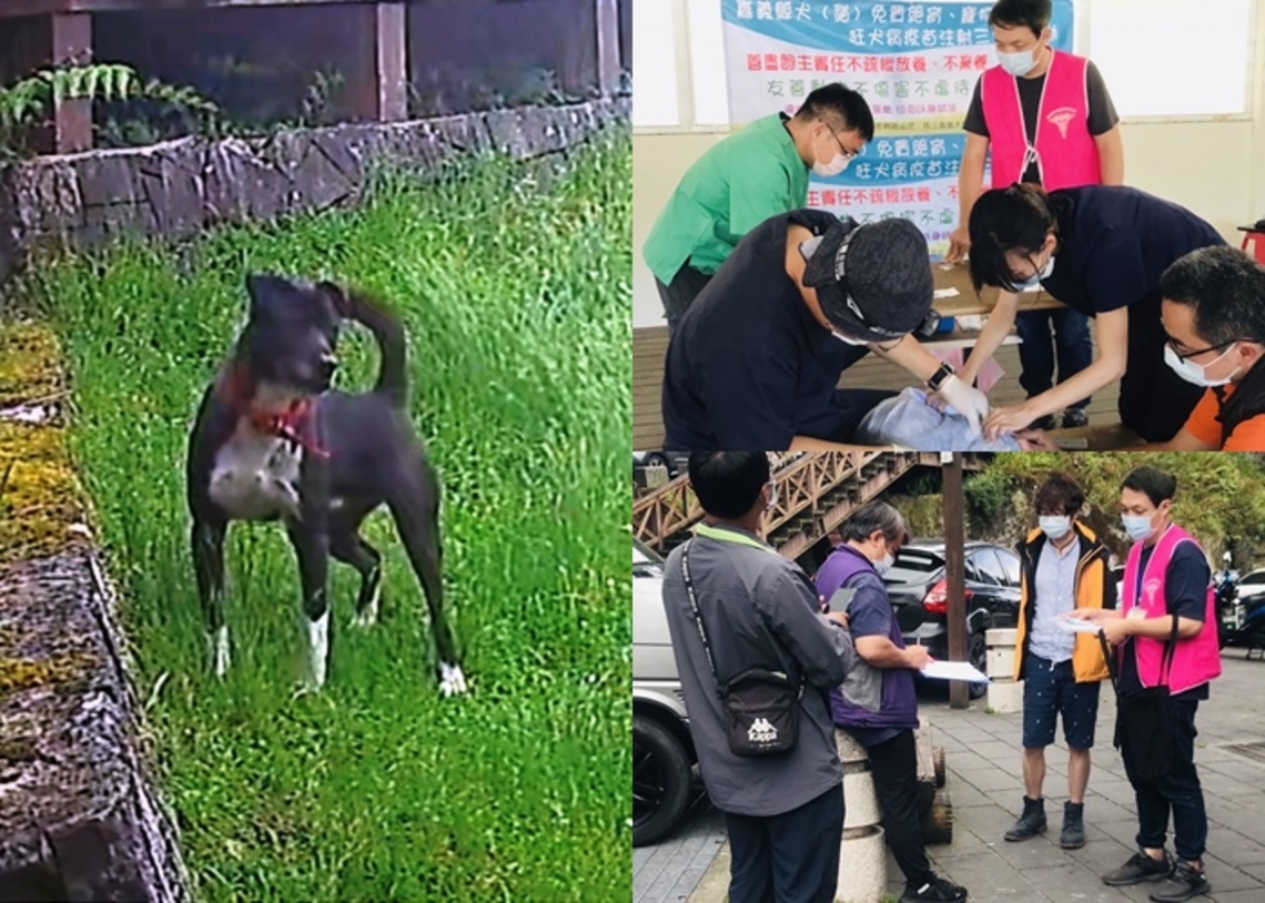 嘉義縣阿里山再傳放養犬隻伏擊帝雉事件 將依法嚴處