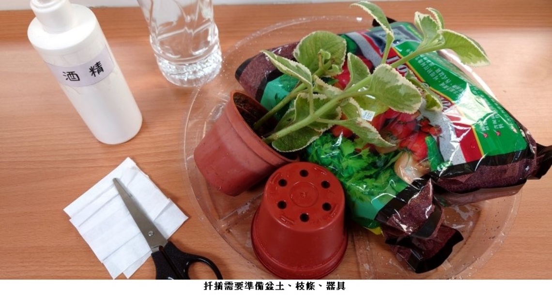 立秋後   利用「扦插」打造自家香草花園