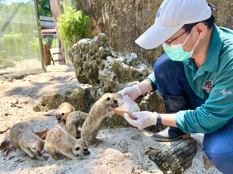 漾新聞|有影》壽山動物園歡慶父親節 「動物爸比」展現鐵漢柔情