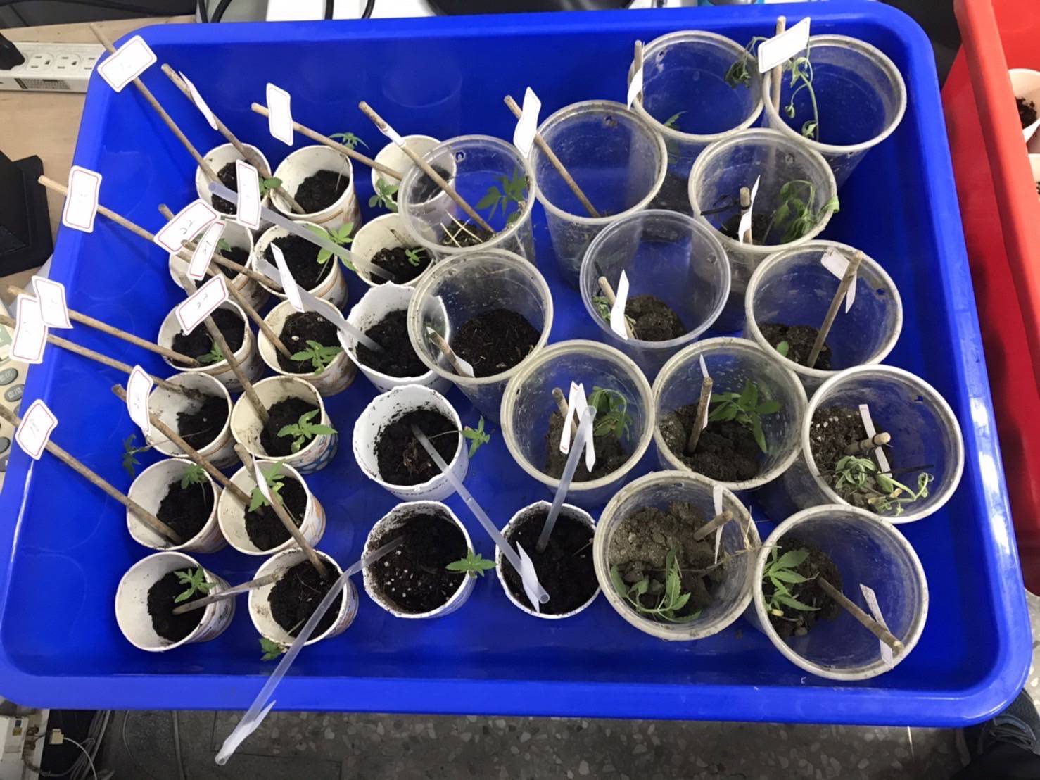 ▲嫌犯國外購買大麻種子,自學栽種技術自產自銷 (圖/台中市警察局 提供)