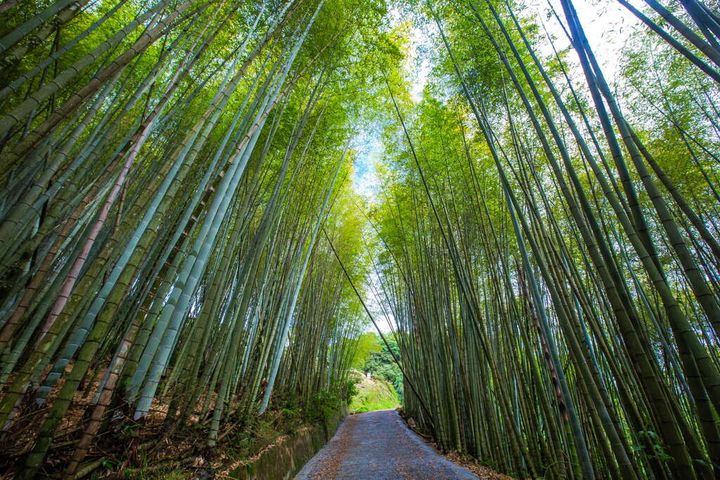 酷夏避暑／探訪阿里山生活圈 4村＋3村更精彩