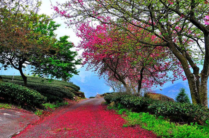 酷夏避暑／探訪阿里山生活圈 4村＋3村更精彩