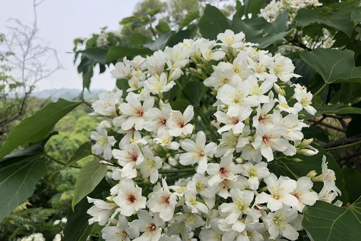 舌尖悸動/遊參山嚐美食 特色伴手禮比創意