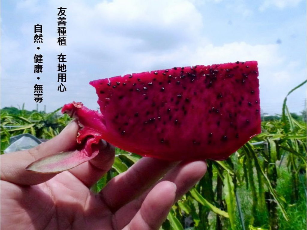 好吃又退火的火龍果,便成民眾夏日消暑的首選