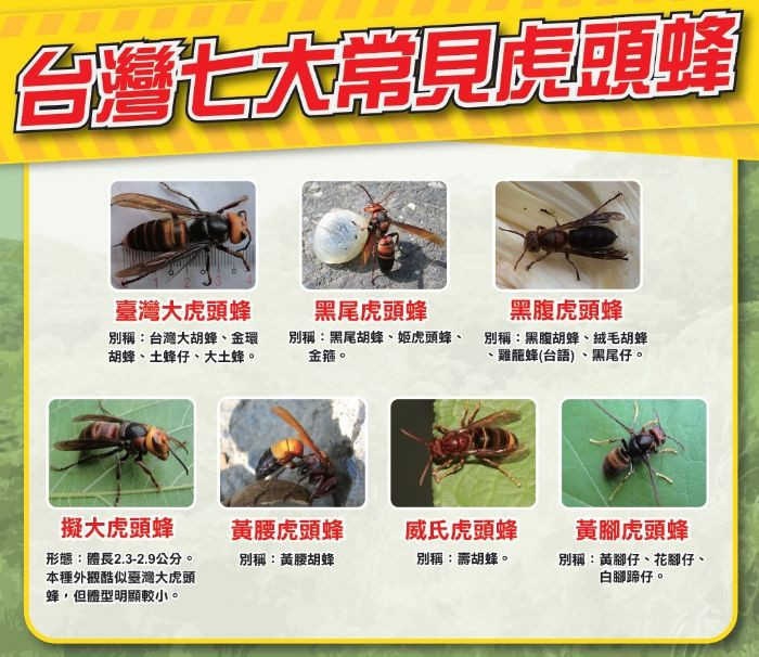 農業局呼籲,若遭遇蜂類,應保持冷靜、慢慢壓低身體、以衣物護住頭部緩步離開。<br /><br />