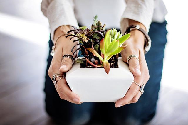 succulents-g7d6f0fd01_640.jpg