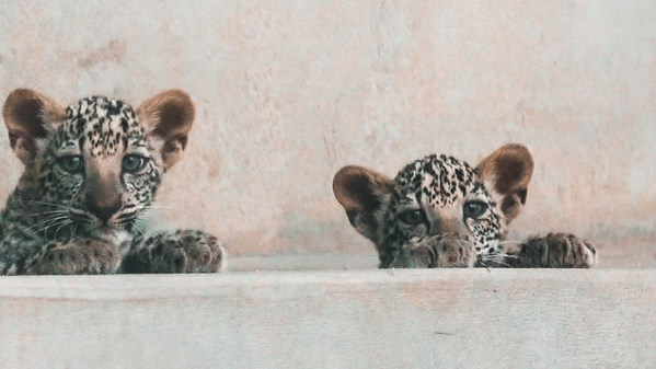 Royal Commission for AlUla welcomes Arabian Leopard Cubs Royal Commission for AlUla welcomes Arabian Leopard Cubs