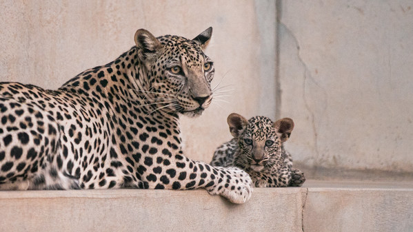 Birth marks a significant milestone in saving the critically endangered species Birth marks a significant milestone in saving the critically endangered species