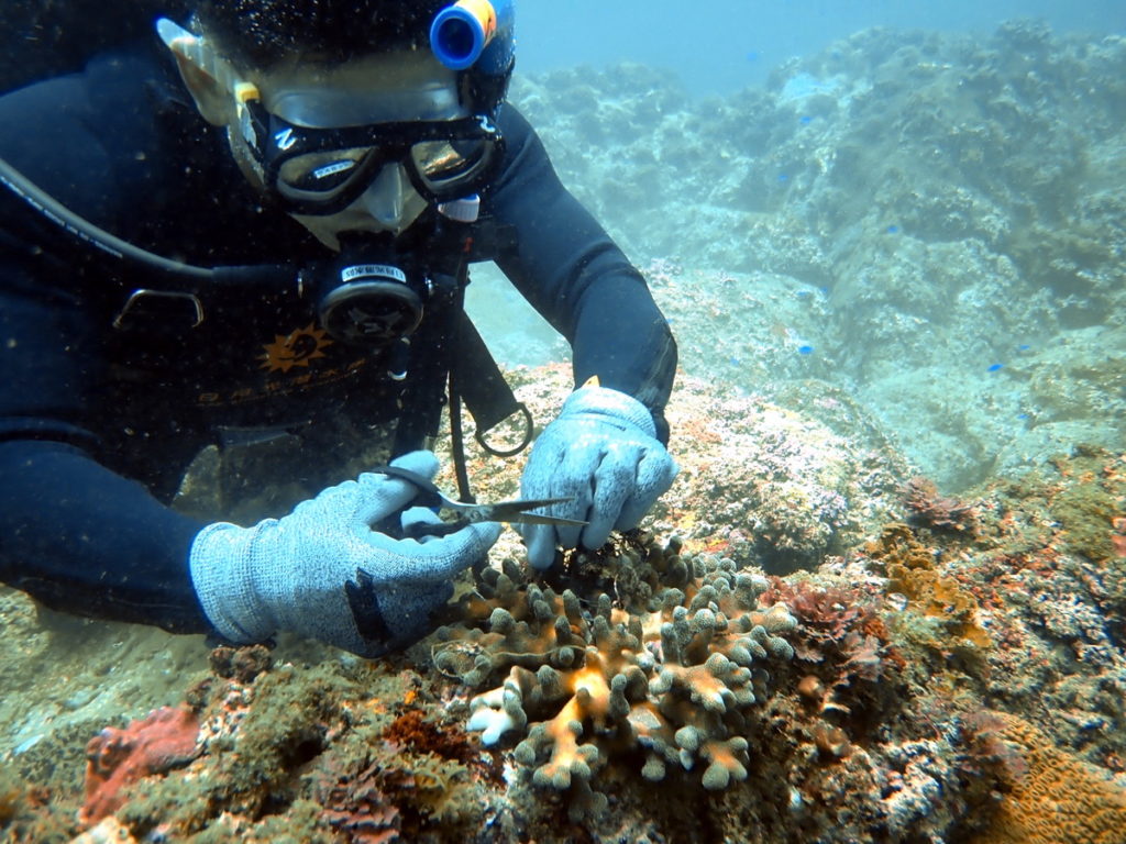 東北角、綠島、小琉球三地每月定期舉辦淨海活動,清除纏繞於珊瑚、礁石上的漁網、漁線等海洋漁業垃圾。(圖片由財團法人日月光環保永續基金會提供)