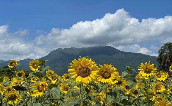 台大醫院金山分院打造「療癒花園」 金山甘藷季焢窯、追向日葵花海