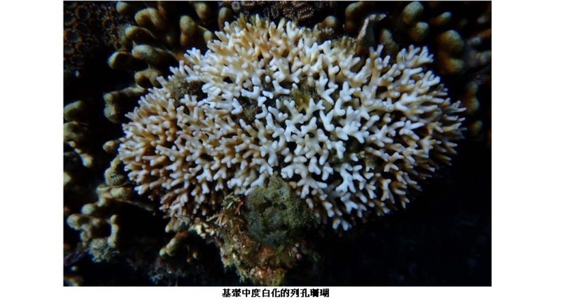 臺灣珊瑚白化風險恐進入2級警戒 海保署持續關注臺灣及全球珊瑚白化狀況