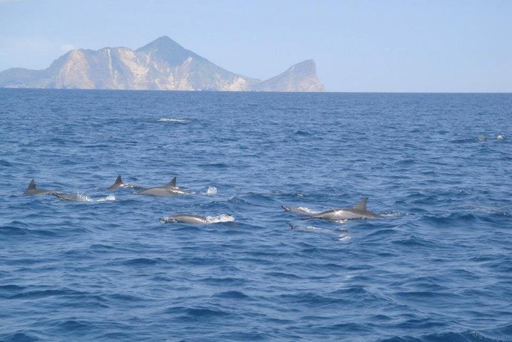 東北角台灣好行 夏日衝浪、賞鯨套票推優惠價