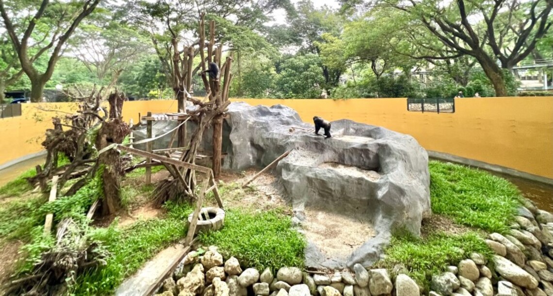 壽山動物園營造動物友善「猩居」 黑猩猩「莉忠」和「美珍」ZOO厝新體驗