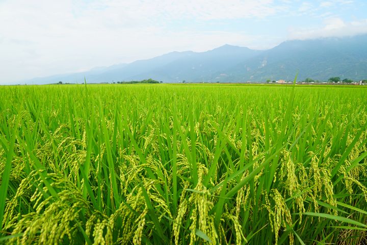響應低碳飲食這樣吃!臺東提倡「全植飲食」讓地球更蔬適