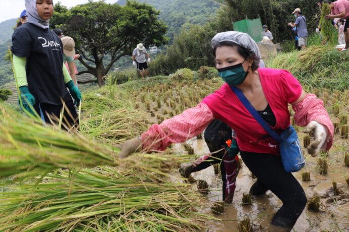 家庭志工百年梯田「稻」此一遊 祖孫節石門嵩山親子割稻打榖樂