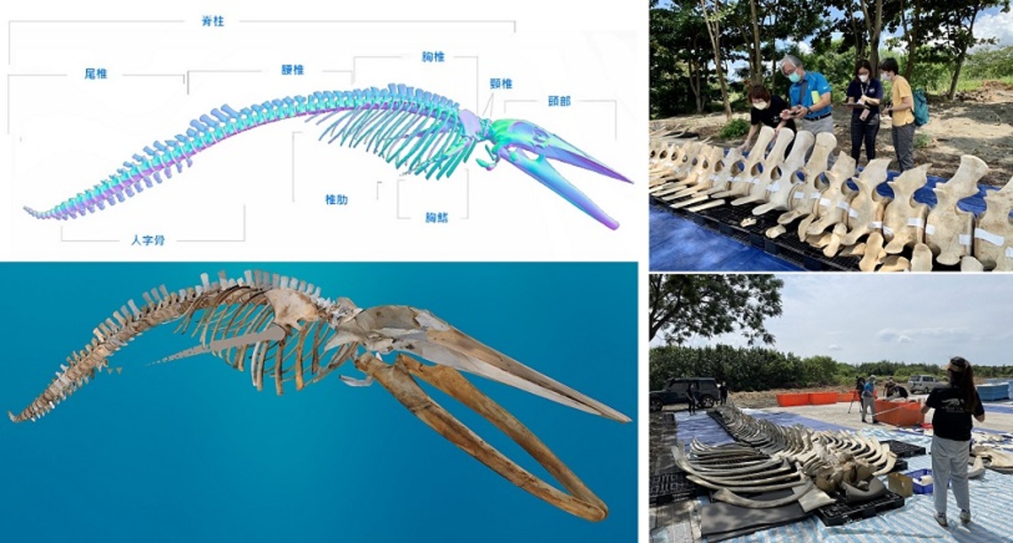 臺灣首例擱淺藍鯨 將以3D骨骼建模及工藝修復技術重現原貌