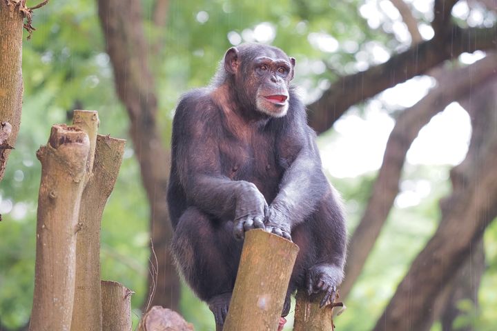 提升福祉！壽山動物園黑猩猩入新厝  