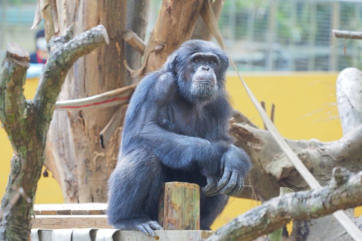 提升福祉！壽山動物園黑猩猩入新厝  