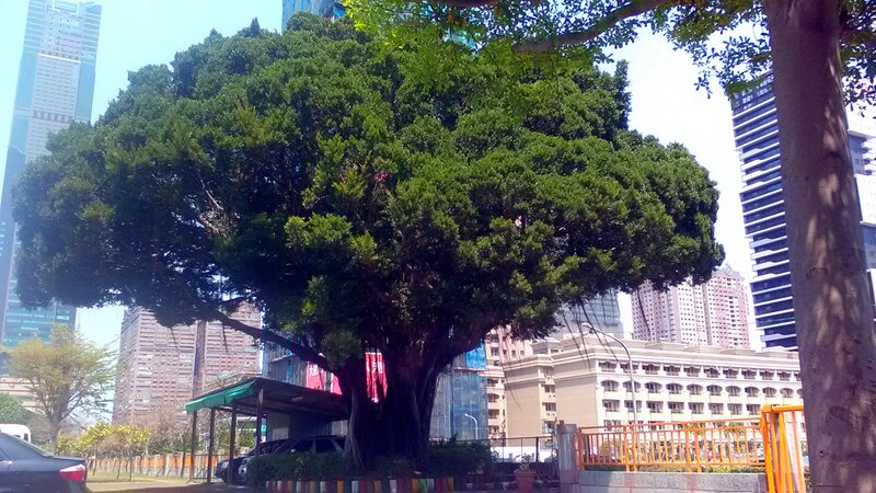 漾新聞|百年大榕樹撐起「保護傘」用創意借力使力 成功特教獲國際認證「學校經營創新類」獎