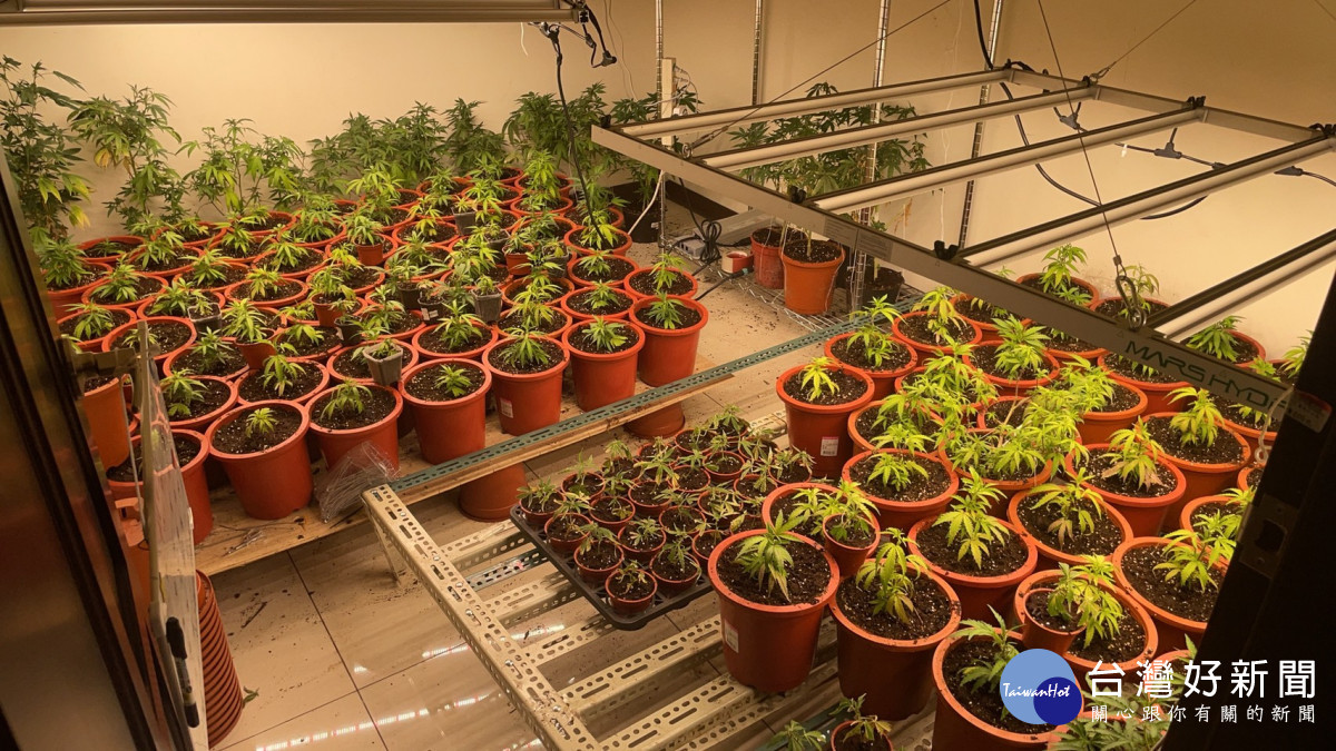 楊梅警執行毒品精進緝毒專案，偵破大麻栽種工廠。