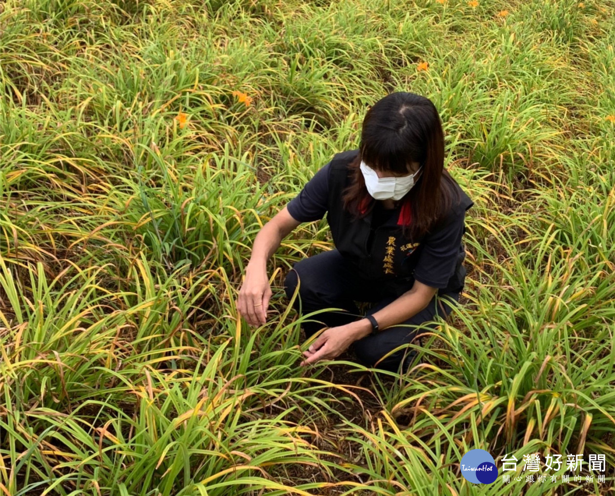 花蓮縣府組勘災小組現勘玉里鎮金針菜乾旱受災情況　爭取現金救助