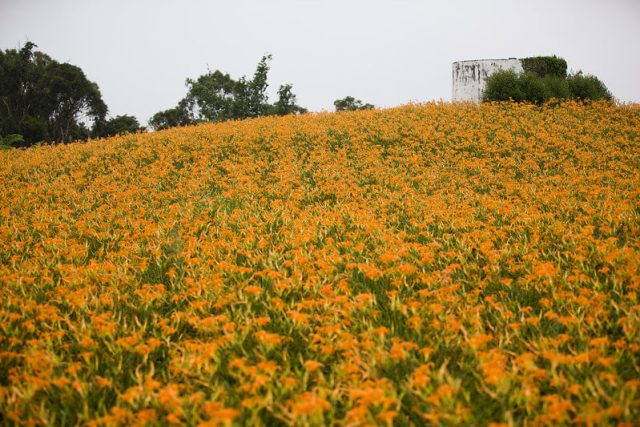 golden needle flower