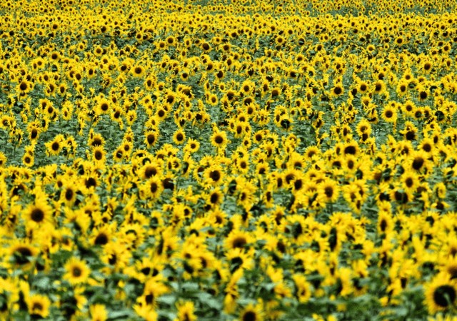 sun flower
