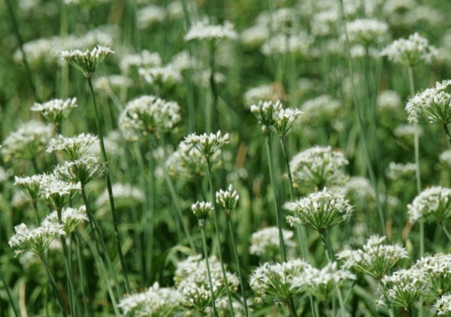 chive flower