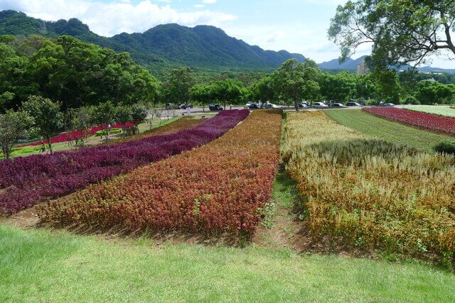 桃園大溪花梅農場