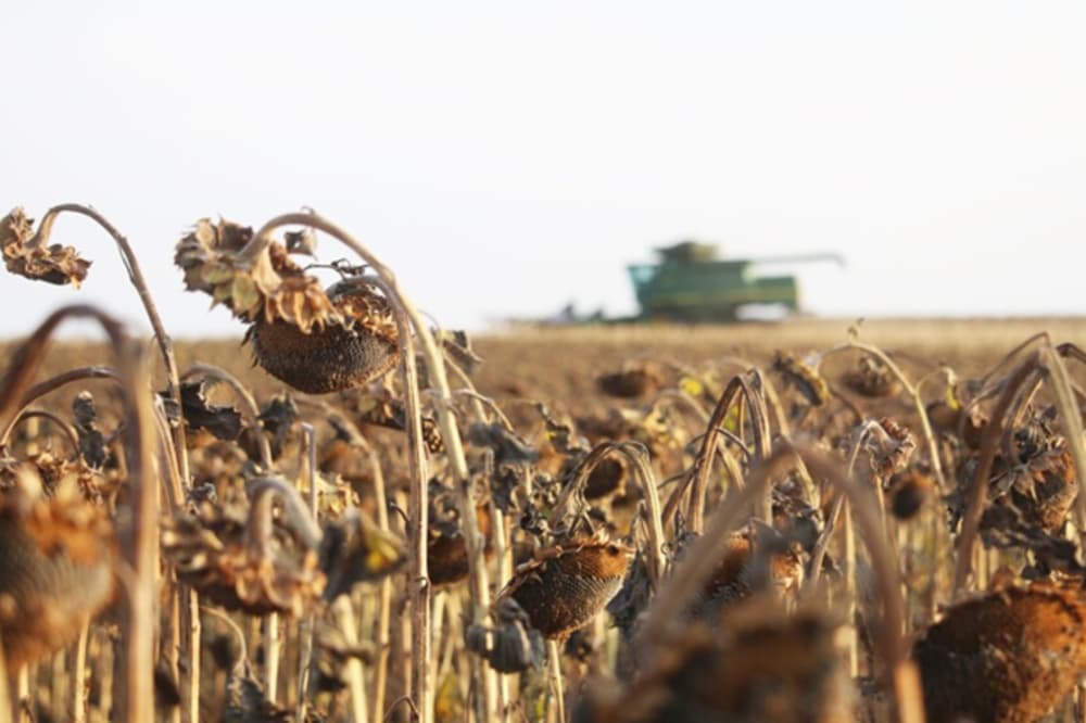 乾旱危及糧食收成困難 / Agweek