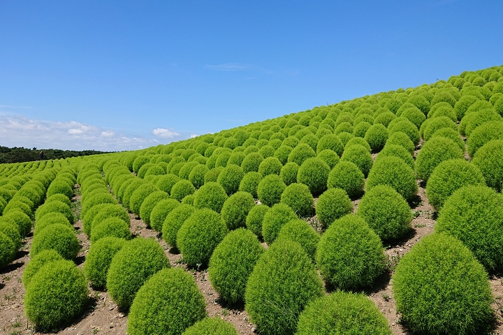 如欲觀賞掃帚草,建議從西口.翼之門進入園區,較為方便。圖為往年盛況。 圖:日本旅行情報局/提供