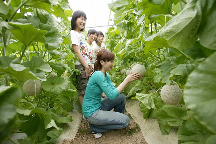 愛知縣的渥美半島是日本重要的哈蜜瓜產地。照片為提供採果體驗的MARUKA農園觀光部。 圖:愛知縣東三河廣域觀光協議會/提供